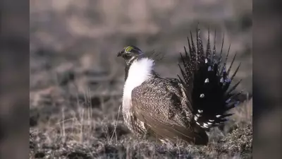 Grasslands National Park Access Restricted to Protect Endangered Sage-Grouse