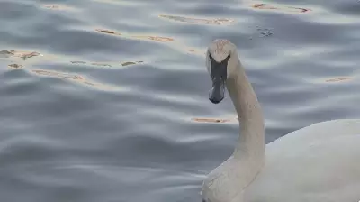 Historic Sighting: Trumpeter Swan Spotted for First Time in Brooklyn