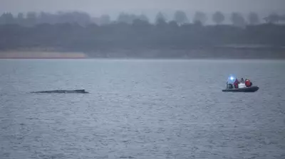 Humpback Whale Stranded in Baltic Sea Freed, Faces Daunting Journey Ahead