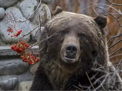 Iconic Grizzly 'The Boss' Emerges from Hibernation, Signaling Spring in Bow Valley