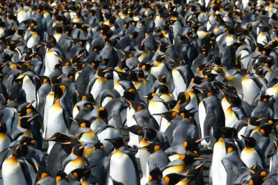 King Penguins Thrive in Warming Climate, But Future Uncertain