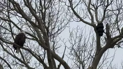 Live Eagle Nest Camera Launches in Cape Breton, Featuring Bruce & Soogie