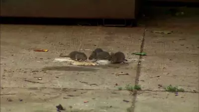 London Council to Receive Report on Rising Rat Infestations in East End