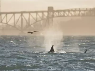Mysterious Orca Trio Identified After Rare Visit to Vancouver's Burrard Inlet