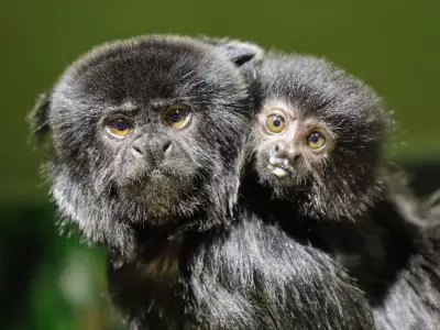 New Goeldi Monkey Infant Arrives at Winnipeg's Assiniboine Park Zoo
