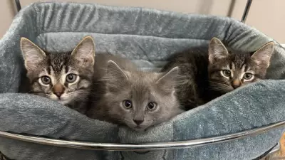 Northern Ontario Rescue Takes in 93 Cats in Single Month, Including 50 from One Home