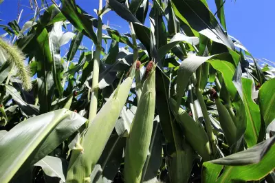 Ontario Farmer's Viral Justice: Returns Litterbug's Trash to Their Doorstep
