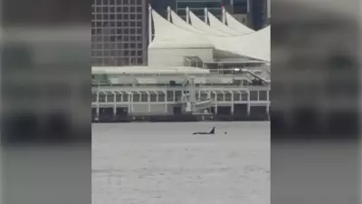 Orca Sighting in Vancouver Harbour Makes Perfect Birthday Gift for B.C. Woman