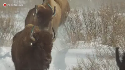 Parks Canada Considers Expanding Bison Program After Banff Herd Success