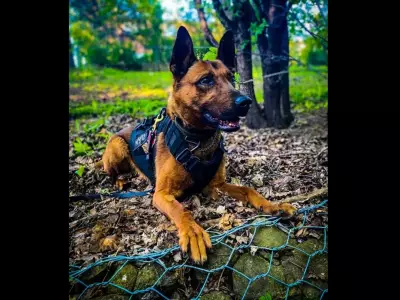 Peel Police Mourn Loss of Beloved Service Dog Kylo After Cancer Battle