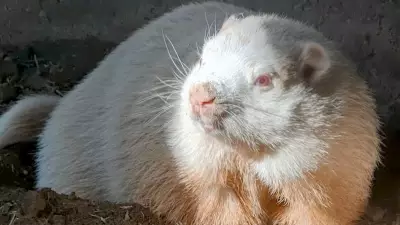 PETA Demands Wiarton End Live Groundhog Predictions, Calling Tradition 'Cruel'