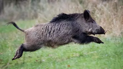 Police Chase Wild Boar Through Berlin Mall in Unusual Urban Encounter