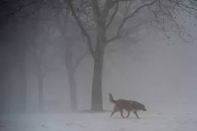 Rain, Thunderstorms, and Dense Fog Forecast for Greater Toronto and Hamilton Area