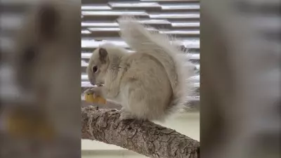 Rare White Squirrel Spotted in Winnipeg Neighborhood, Captivates Residents