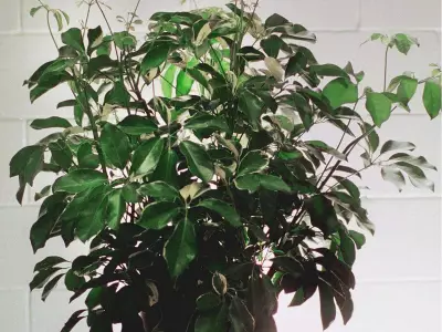 Revisiting the Dr. Phil Letter: A Nostalgic Look at Plant Parenting Advice