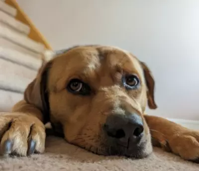 Rogers the Shepherd Mix Seeks Forever Home After Five Years at Toronto Humane Society