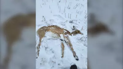 Saskatchewan Man Charged After Deer Chased and Struck by Vehicle