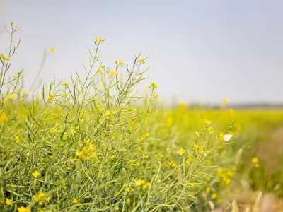 Saskatchewan's Trade Dilemma Exposes Canada's Flawed Governance System