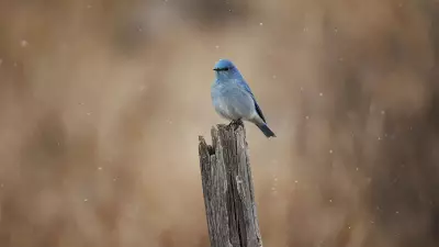Spring's Bluebird Return Defies Alberta's Unseasonal Snowfall