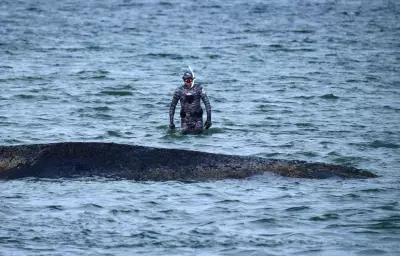 Stranded Whale Escapes Sandbank in Baltic Sea, But Danger Persists