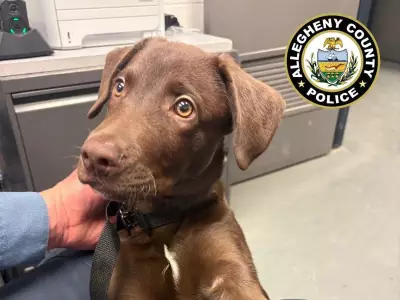 Texas Man Faces Charges for Abandoning Puppy at Pittsburgh Airport