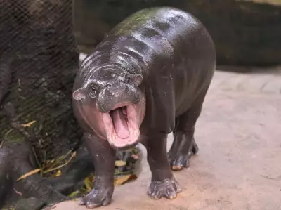 Thai Man Arrested After Climbing Into Enclosure of Social Media Star Hippo Moo Deng