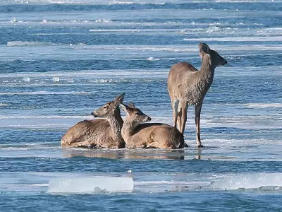 Three Deer Float on Ice Floe Down Detroit River, Captivating Windsor Onlookers