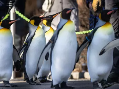 Tourism Calgary Launches 2026 Attractions Pass for Local Exploration