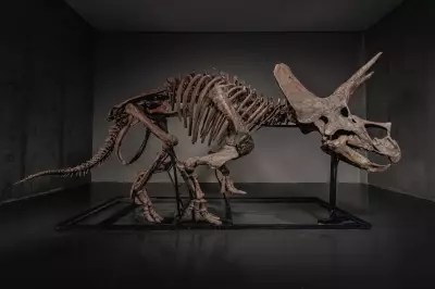 Triceratops Skeleton 'Trey' Heads to Auction Amid Booming Dinosaur Market