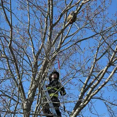 Vermont Firefighters Rescue Raccoon with Peanut Butter Jar Stuck on Head