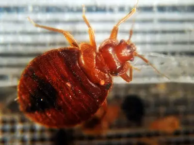 Westmount Public Library Temporarily Closed for Bedbug Treatment