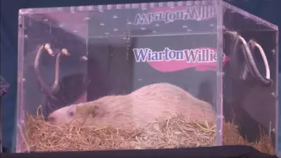 Wiarton Willie, Ontario's Groundhog Day Legend, Dies in South Bruce Peninsula