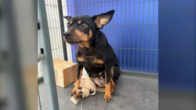 Windsor Humane Society Seeks Public Help After Injured Dog Abandoned at Shelter