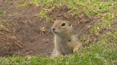 Winnipeg Humane Society to Appeal Province's Approval of Rodenticides for Ground Squirrels in City Parks