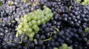 600-Year-Old Pinot Noir Grape Discovered in Medieval French Latrine