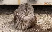 Another Injured Owl Rescued in Simcoe County, Highlighting Wildlife Distress