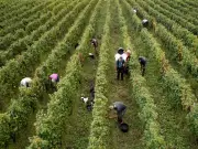 Aquilini Vineyards Seeks Distance from Indicted Labor Contractor in Immigration Case