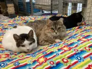 Barrie Pancake Breakfast Fundraiser to Aid Local Feline Friends