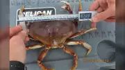 B.C. Charter Boat Operator Fined $5,000 for Illegal Crab Fishing Violations