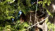 B.C. Officials Issue Warning After Cougar Spotted in Tree in Summerland