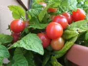 Best Micro Tomato Plants for Balcony Container Gardens in Urban Spaces