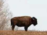 Bison Named Edmonton's 2026 Critter of the Year, Public to Vote on Art