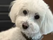 Caledon Family's Dog Dumbledore Missing After Home Invasion, Police Seek Public Help