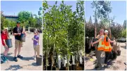 Calgary Gives Away 10,000 Free Trees to Expand Urban Canopy