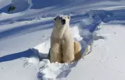 Calgary Zoo Imports Translator for French-Canadian Polar Bear's Comfort