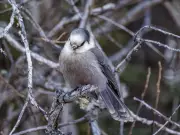 Canada Jay: A Superior National Bird Candidate Over the Messy Canada Goose