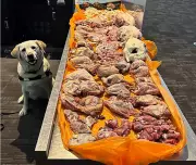 Canine Detection Unit at Toronto Pearson Intercepts 22.5 kg of Raw Meat from Egypt Passenger