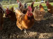 Documentary Reveals the Complex Social World and Intelligence of Chickens