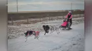 Dog Mushing Event Draws Competitors to Red Deer's Riverbend Recreation Area