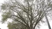 Edmonton Implements Elm-Pruning Ban to Combat Dutch Elm Disease Spread